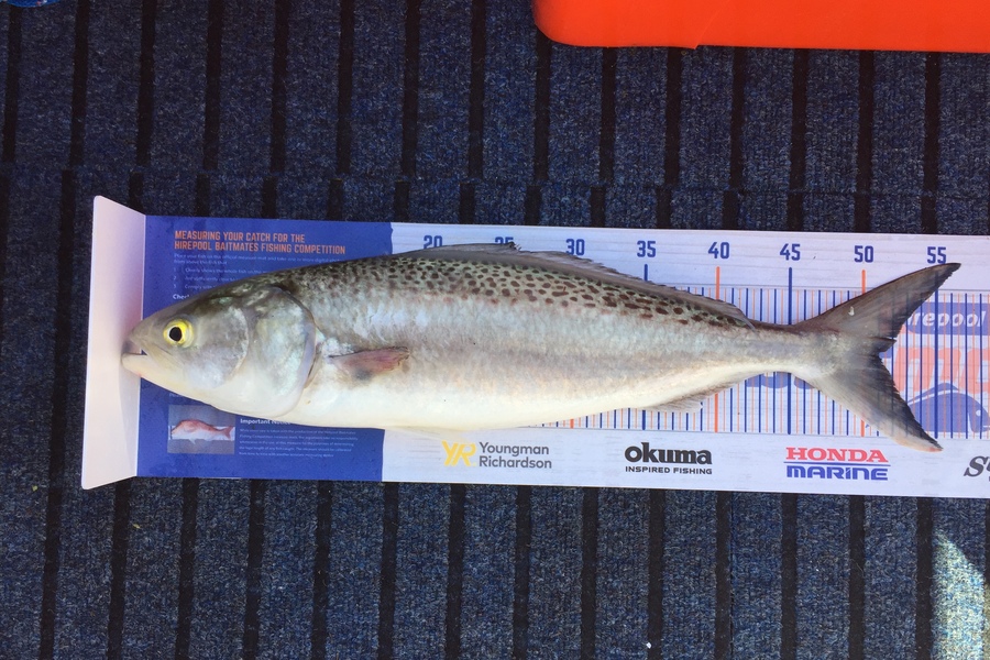Philip Clark caught this 51.0cm Kahawai at Manukau Harbour  during The Hirepool Baitmates Fishing Comp