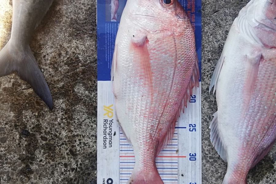 Crystal Nicol caught this 37.0cm Snapper at Whakatane during The Hirepool Baitmates Fishing Comp