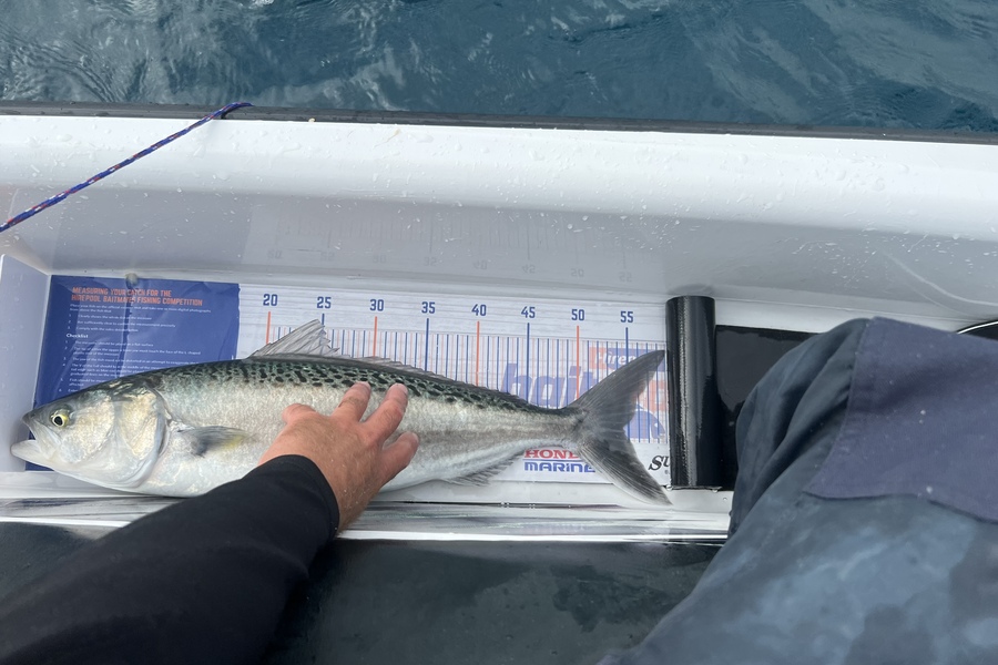 James Brad caught this 54.5cm Kahawai at Waitara during The Hirepool Baitmates Fishing Comp