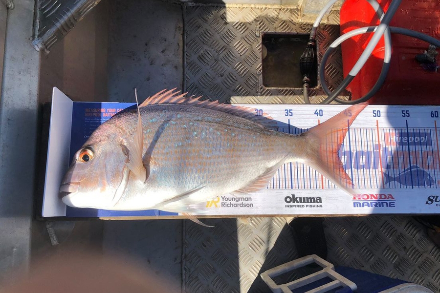 Jordon Midgley caught this 43.0cm Snapper at Glenbrook  during The Hirepool Baitmates Fishing Comp