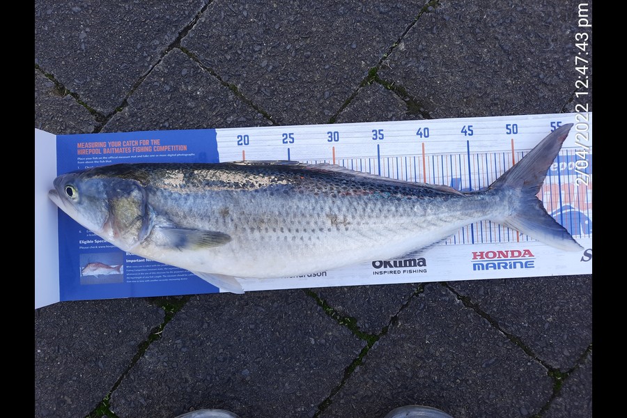 Mike Rivers caught this 52cm Kahawai at Whakatane during The Hirepool Baitmates Fishing Comp