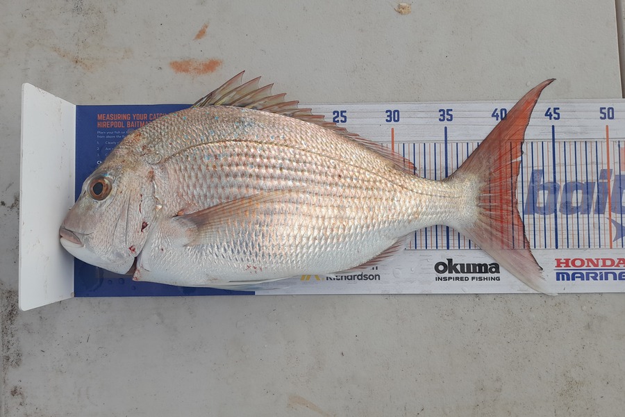 Jessy  Mensforth caught this 41.0cm Snapper at McKee reserve ruby bay during The Hirepool Baitmates Fishing Comp