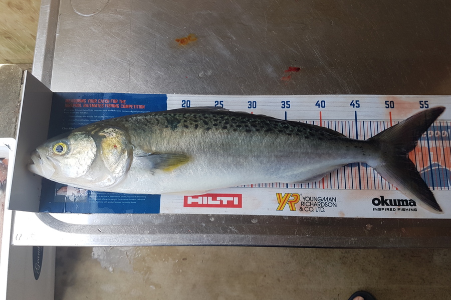 Ricky  Blanken caught this 52.0cm Kahawai at Manukau harbour  during The Hirepool Baitmates Fishing Comp