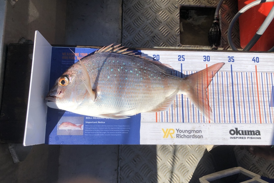 Liam Hodgson caught this 29.0cm Snapper at Manukau harbour during The Hirepool Baitmates Fishing Comp