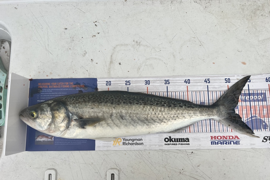 Gregory Wood caught this 51.0cm Kahawai at BOP during The Hirepool Baitmates Fishing Comp