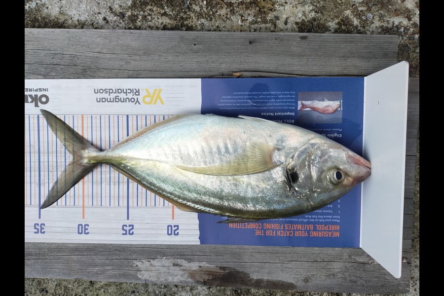 Wayne Farrow caught this 31.0cm Trevally at Whakatane during The Hirepool Baitmates Fishing Comp