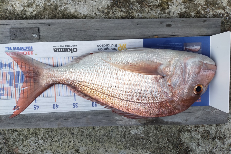 Wayne Farrow caught this 47.0cm Snapper at Whakatane during The Hirepool Baitmates Fishing Comp
