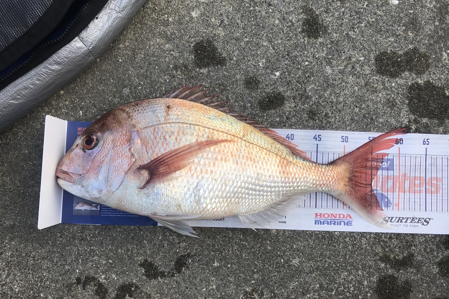 Anthony Murray caught this 55.0cm Snapper at Kapiti during The Hirepool Baitmates Fishing Comp