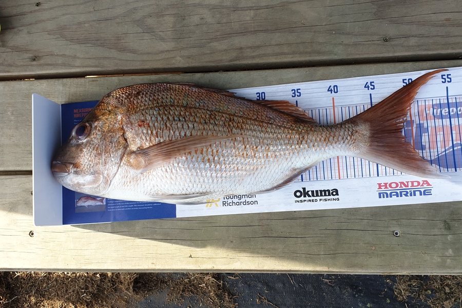 mitch cruse caught this 48.5cm Snapper at sandy bay  during The Hirepool Baitmates Fishing Comp