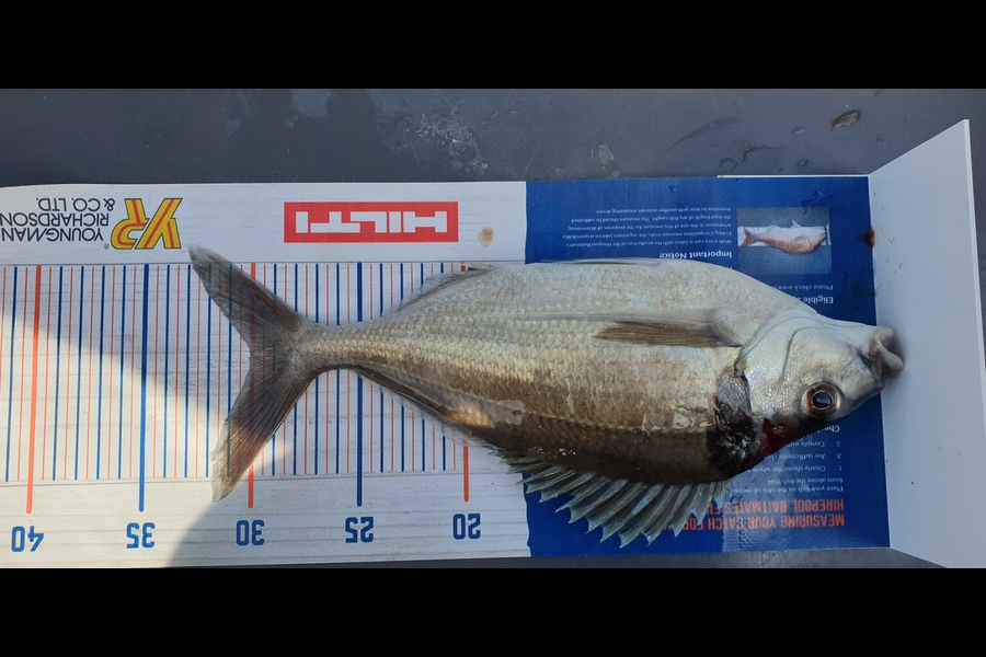 Jim Barker caught this 30.0cm Tarakihi at Whangamata  during The Hirepool Baitmates Fishing Comp