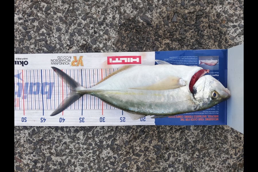 Bailey Cornelder caught this 37cm Trevally at Bay of Plenty  during The Hirepool Baitmates Fishing Comp