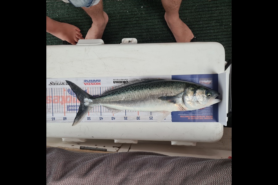 Glynn Anderson caught this 53.5cm Kahawai at Kauwau during The Hirepool Baitmates Fishing Comp