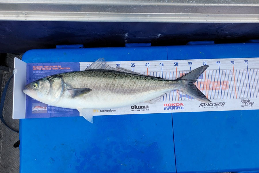 Robert Falconer caught this 55.0cm Kahawai at New plymouth  during The Hirepool Baitmates Fishing Comp