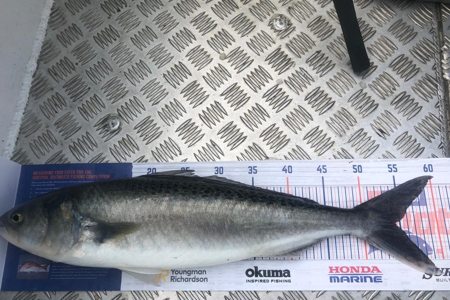 Jake Smith caught this 48cm Kahawai at Motutapu during The Hirepool Baitmates Fishing Comp