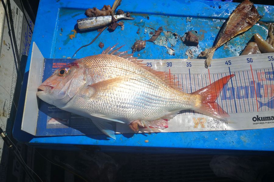 Leigh Page caught this 40cm Snapper at Wellington south coast during The Hirepool Baitmates Fishing Comp