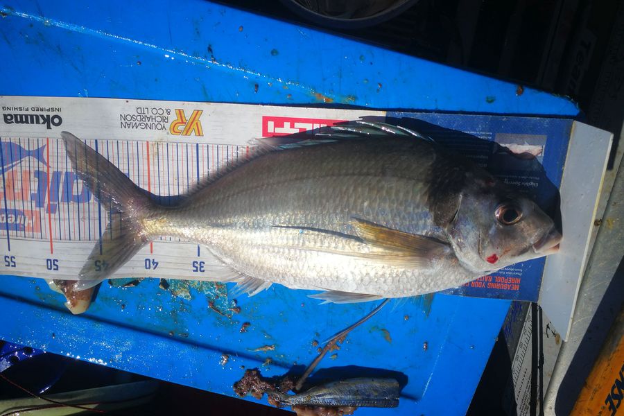 Leigh Page caught this 44.0cm Tarakihi at Wellington south coast during The Hirepool Baitmates Fishing Comp