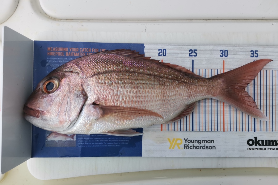 Brendan  Slee  caught this 33.5cm Snapper at Hauraki Gulf  during The Hirepool Baitmates Fishing Comp
