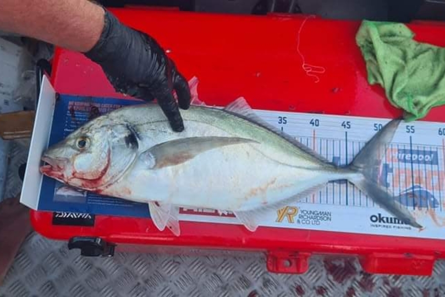 Antz Morgan caught this 50.0cm Trevally at Bay of plenty during The Hirepool Baitmates Fishing Comp