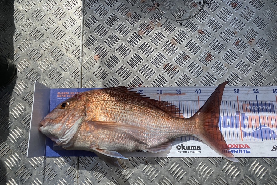 Matt Rutter caught this 44.0cm Snapper at Mokes during The Hirepool Baitmates Fishing Comp