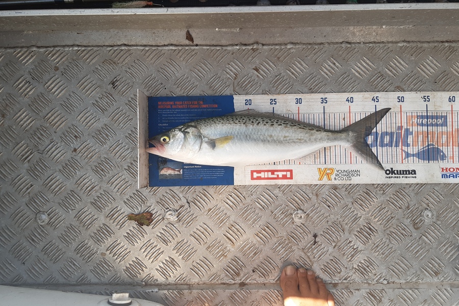 Amanda Bell caught this 42.5cm Kahawai at Kelly's bay during The Hirepool Baitmates Fishing Comp