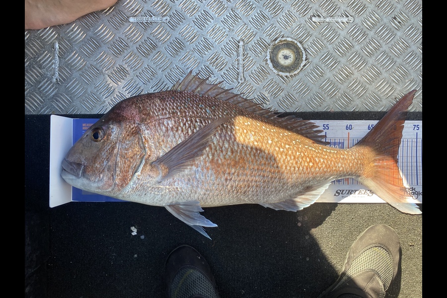 Gav Simmonds  caught this 71.0cm Snapper at Wellington  during The Hirepool Baitmates Fishing Comp