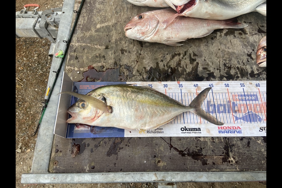 Logan Gedson caught this 40.5cm Trevally at Waiotahe  during The Hirepool Baitmates Fishing Comp
