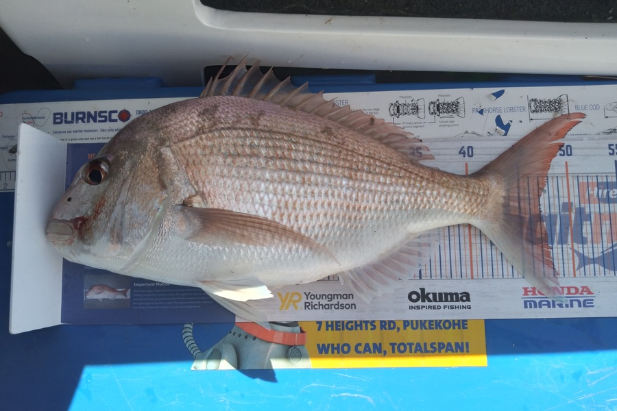 Sam earle caught this 47.0cm Snapper at Manukau harbour during The Hirepool Baitmates Fishing Comp