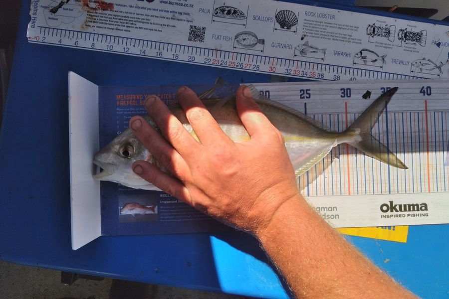 Sam earle caught this 33.0cm Trevally at Manukau harbour during The Hirepool Baitmates Fishing Comp
