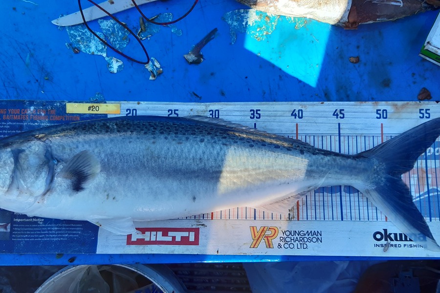 Dan Musson caught this 52.0cm Kahawai at Welly sth coast  during The Hirepool Baitmates Fishing Comp