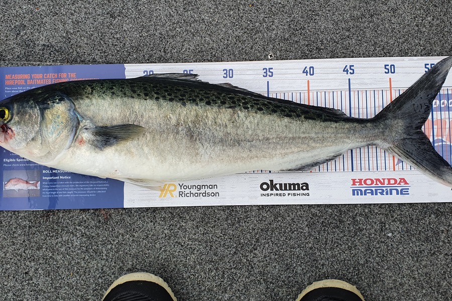 Simon Roberts caught this 53.5cm Kahawai at North side of Rangitoto during The Hirepool Baitmates Fishing Comp