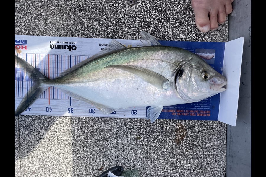 Keith Evans caught this 43.5cm Trevally at Mount Maunganui during The Hirepool Baitmates Fishing Comp