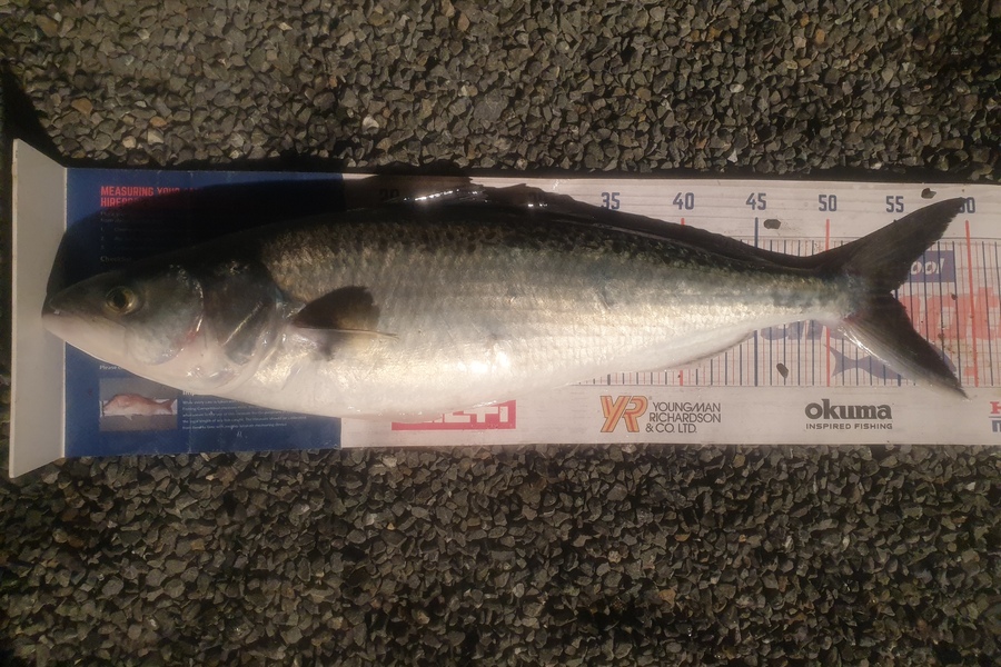 Rodney Niven caught this 54.5cm Kahawai at Mana during The Hirepool Baitmates Fishing Comp