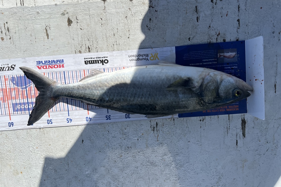 Henk Du Toit caught this 51.5cm Kahawai at Mana during The Hirepool Baitmates Fishing Comp