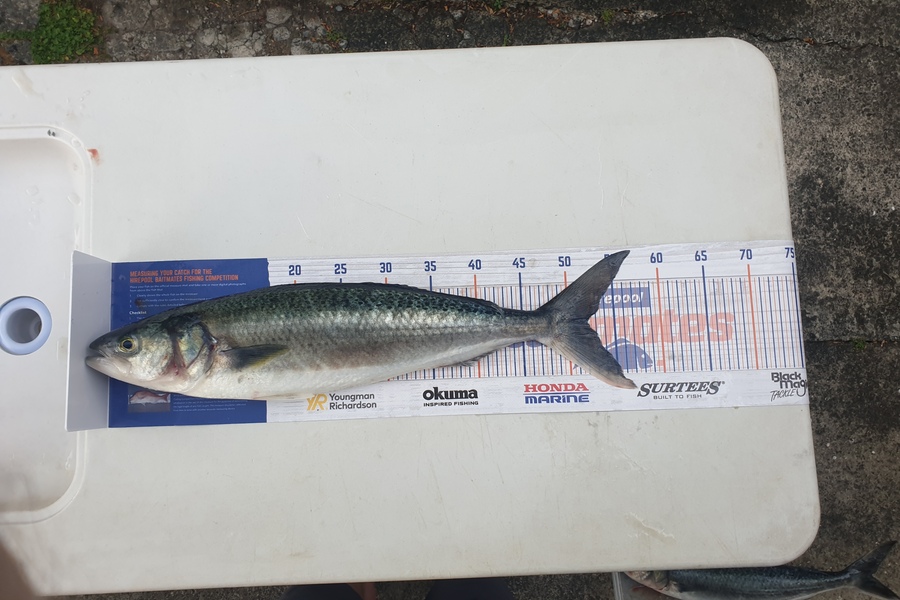 Antony Folwell caught this 52.0cm Kahawai at Hauraki Gulf during The Hirepool Baitmates Fishing Comp
