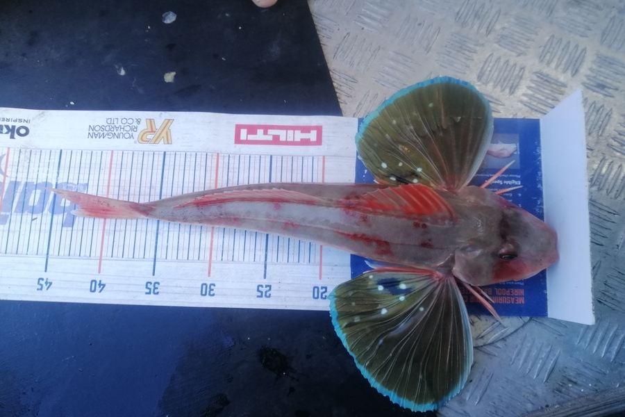 Marisa Andrews caught this 42.0cm Gurnard at wellington harbour during The Hirepool Baitmates Fishing Comp