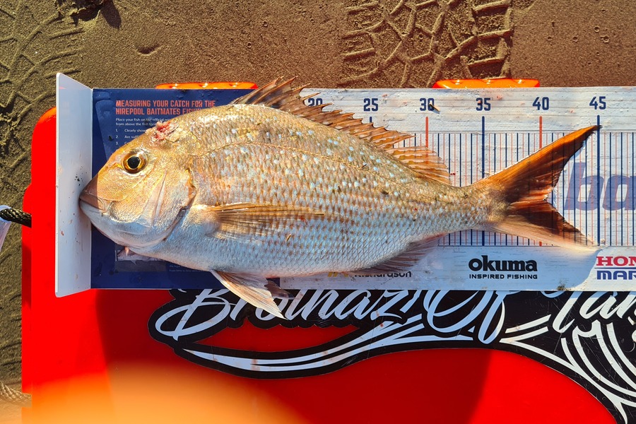 Dalkeith Matiaha caught this 40.0cm Snapper at Kapiti island  during The Hirepool Baitmates Fishing Comp
