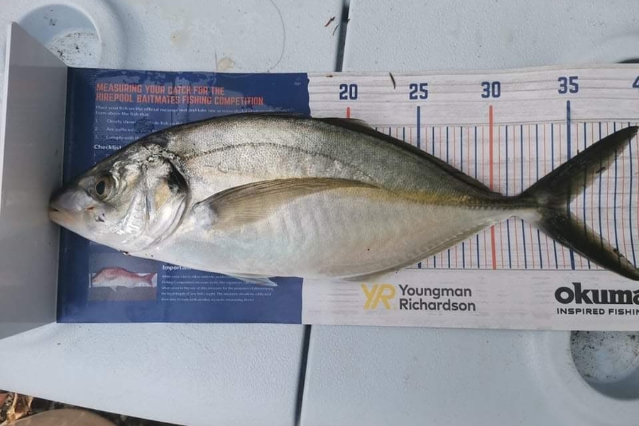 Jack Gregory caught this 34.5cm Trevally at Mangawhai  during The Hirepool Baitmates Fishing Comp