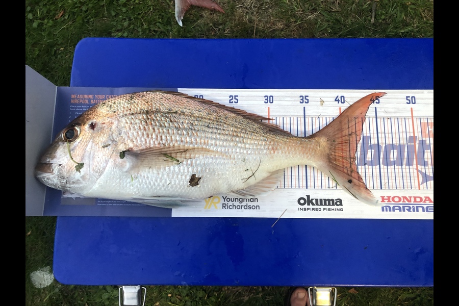 Matthew Campbell caught this 41.5cm Snapper at Waikawau during The Hirepool Baitmates Fishing Comp