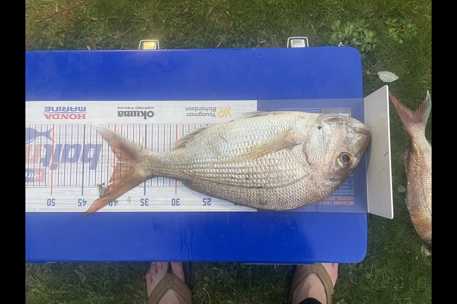 Karen Hogg caught this 39.5cm Snapper at Thames during The Hirepool Baitmates Fishing Comp