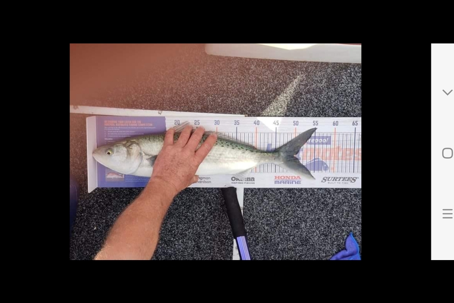 Shane Cole caught this 50.0cm Kahawai at Tauranga habour during The Hirepool Baitmates Fishing Comp