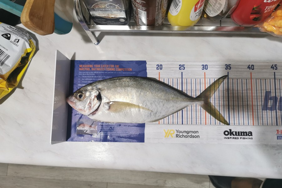 Harry Shi caught this 30.5cm Trevally at Marsden Point during The Hirepool Baitmates Fishing Comp