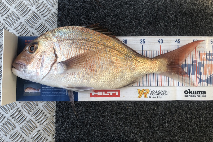 Andrew Froome caught this 45.5cm Snapper at Port Taranaki  during The Hirepool Baitmates Fishing Comp