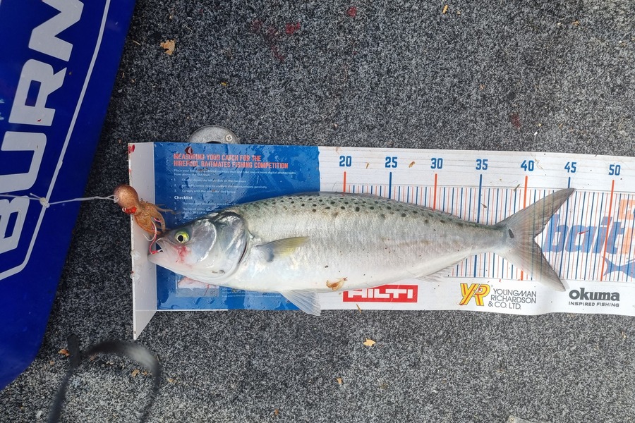 Bronwyn Langham caught this 41.0cm Kahawai at Golden Bay during The Hirepool Baitmates Fishing Comp