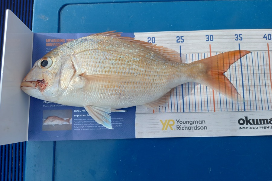 Aaron Herman caught this 31.5cm Snapper at Whangarei harbour  during The Hirepool Baitmates Fishing Comp