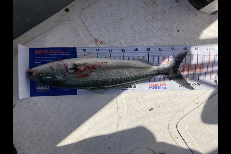 Aden Herbert caught this 56.5cm Kahawai at Mount Maunganui  during The Hirepool Baitmates Fishing Comp