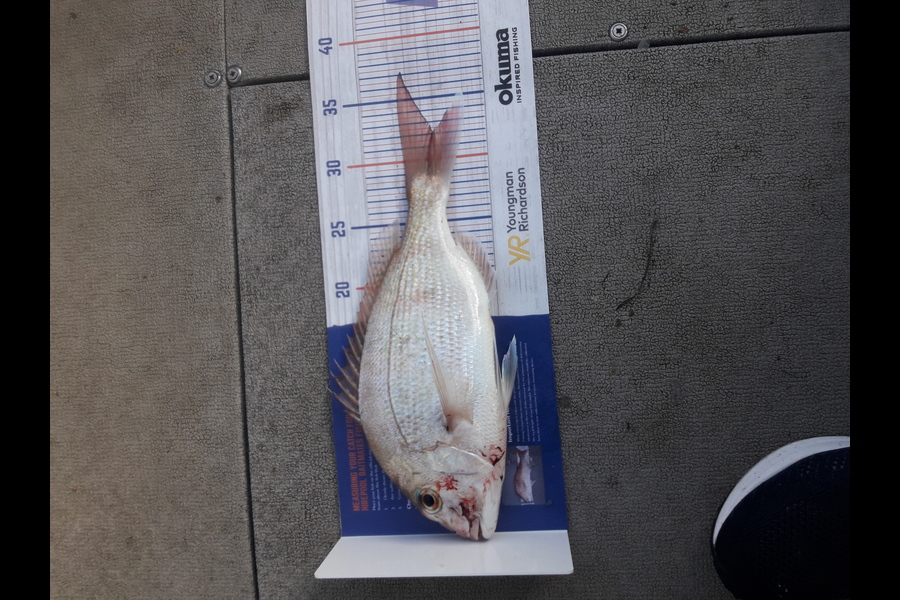 Enoch Vahua caught this 31.5cm Snapper at Tauranga harbour  during The Hirepool Baitmates Fishing Comp