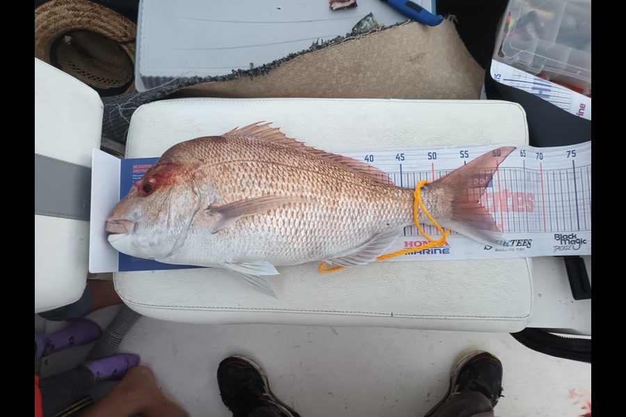 Joseph Te Wake caught this 56.5cm Snapper at Kaiaua Mussel farm during The Hirepool Baitmates Fishing Comp