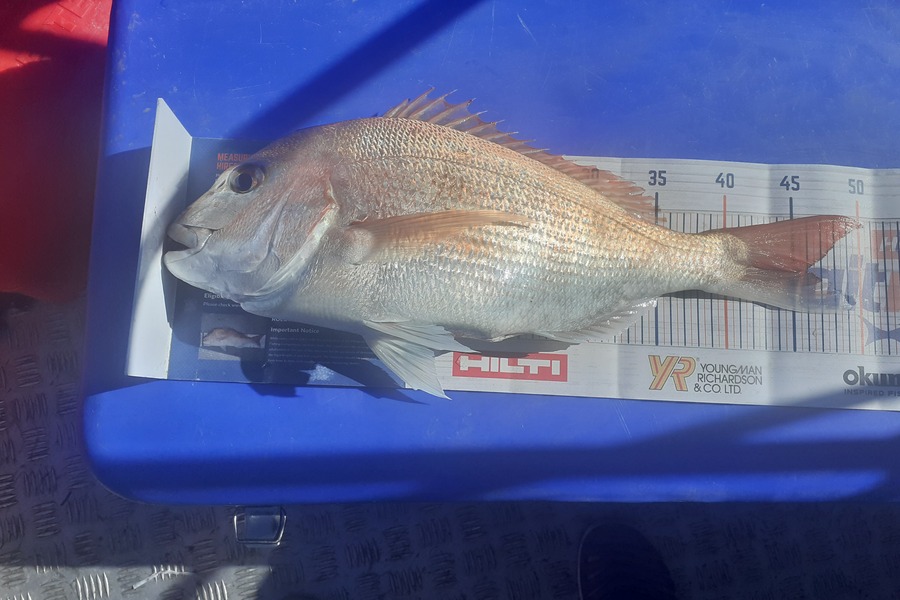 Eric  Searles  caught this 45cm Snapper at otaki beach during The Hirepool Baitmates Fishing Comp