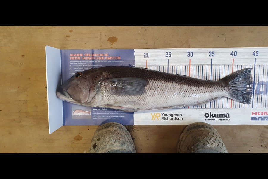 Myles Carson caught this 44.5cm Blue Cod at South Coast, Wellington during The Hirepool Baitmates Fishing Comp