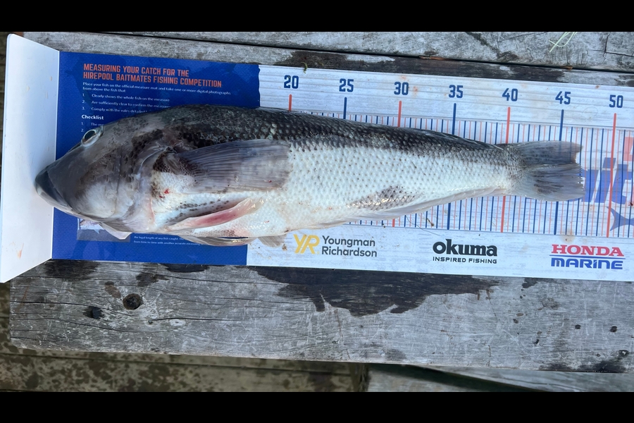 Henk Du Toit caught this 46.5cm Blue Cod at Southcoast during The Hirepool Baitmates Fishing Comp